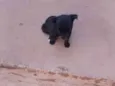 toquinho, pretinho