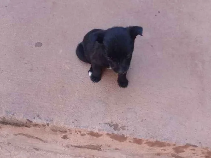Cachorro raça vira lata idade Abaixo de 2 meses nome toquinho, pretinho
