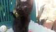 Verinha