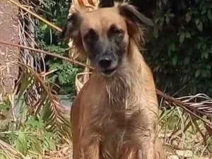 Cachorro raça Misturado idade 2 anos nome Sol