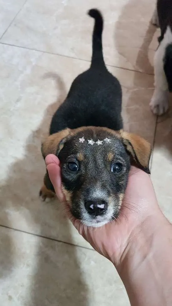 Cachorro ra a Vira lata idade 2 a 6 meses nome Sem nome