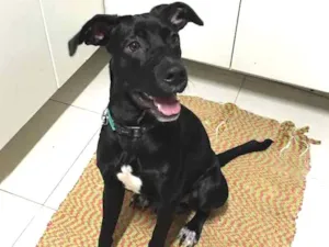 Cachorro raça SRD idade 7 a 11 meses nome Shoyu