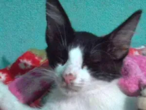 Gato raça  idade 2 a 6 meses nome Alice,bolinha,clara 