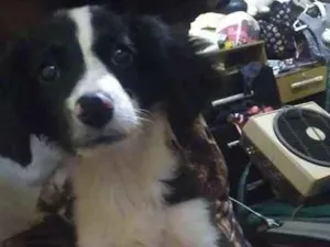 Cachorro raça Viralata idade 2 a 6 meses nome Albert / Boiolinha