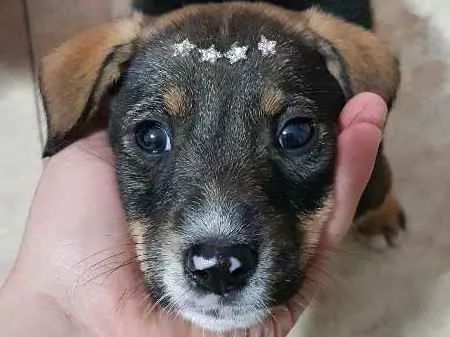 Cachorro ra a Vira lata idade 2 a 6 meses nome Sem nome