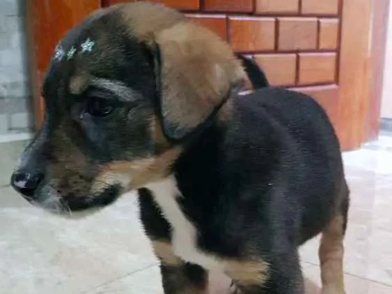 Cachorro ra a Vira lata idade 2 a 6 meses nome Sem nome
