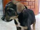 Cachorro raça Vira lata idade 2 a 6 meses nome Sem nome