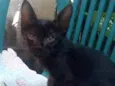 Verinha