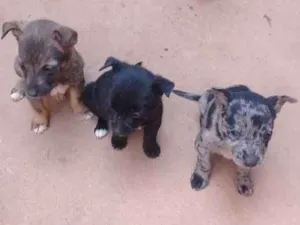 Cachorro raça vira lata idade Abaixo de 2 meses nome toquinho, pretinho