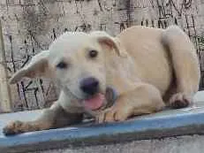 Cachorro raça labrador idade 7 a 11 meses nome teddy