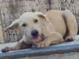 Cachorro raça labrador idade 7 a 11 meses nome teddy