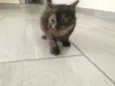Pretinha