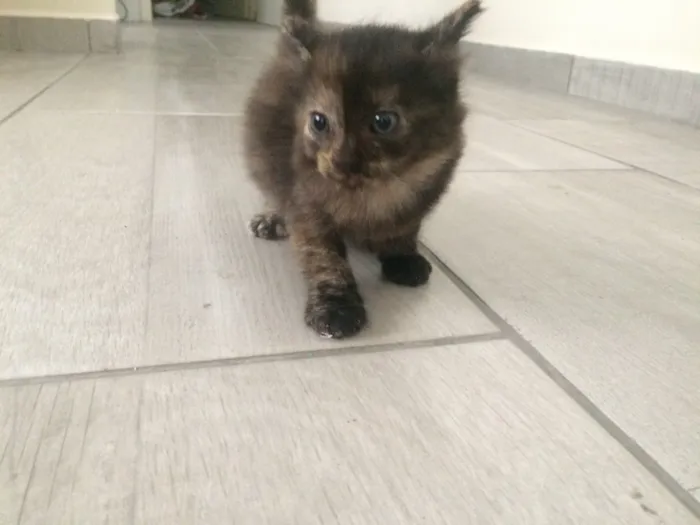 Gato ra a Vira lata idade Abaixo de 2 meses nome Pretinha