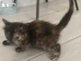 Pretinha