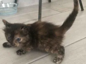 Gato raça Vira lata idade Abaixo de 2 meses nome Pretinha