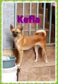 Kefla
