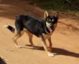 Lobinha