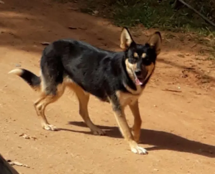 Cachorro ra a SRD idade 7 a 11 meses nome Lobinha