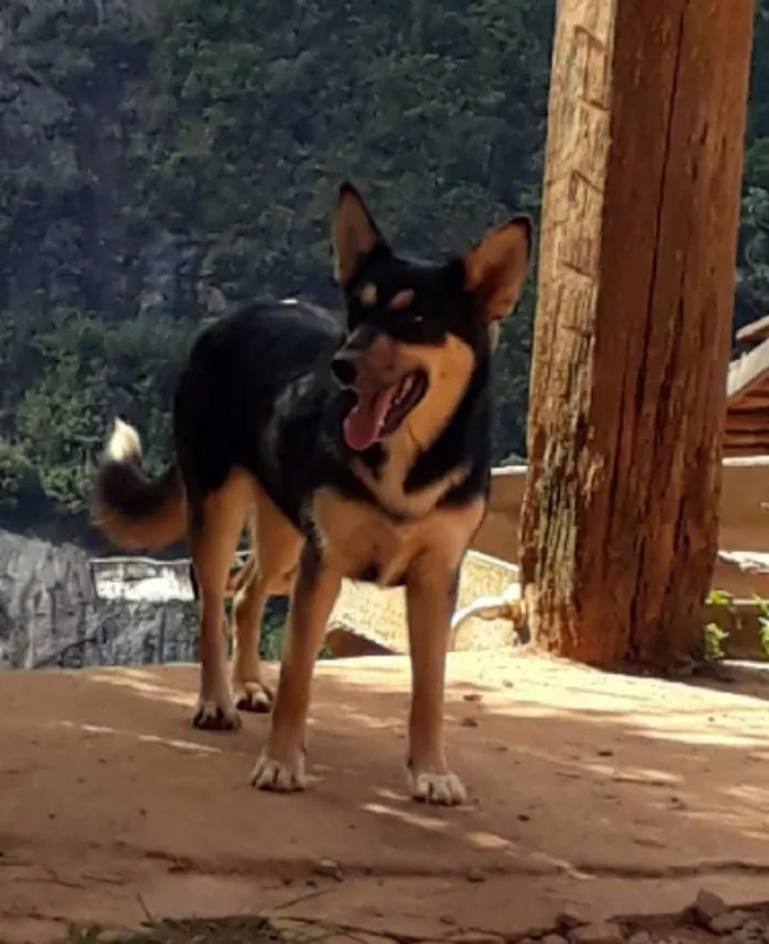 Cachorro ra a SRD idade 7 a 11 meses nome Lobinha