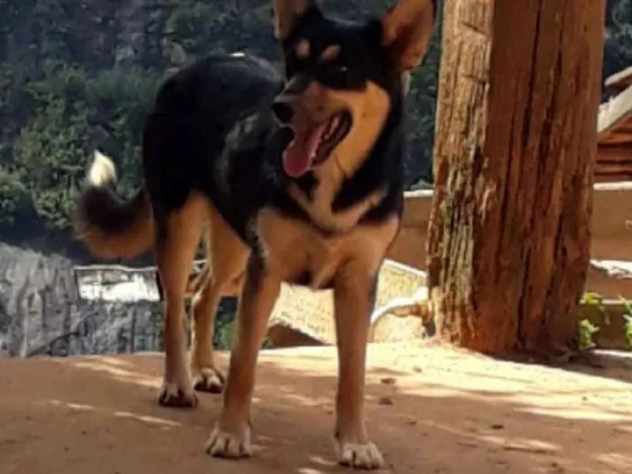 Cachorro ra a SRD idade 7 a 11 meses nome Lobinha