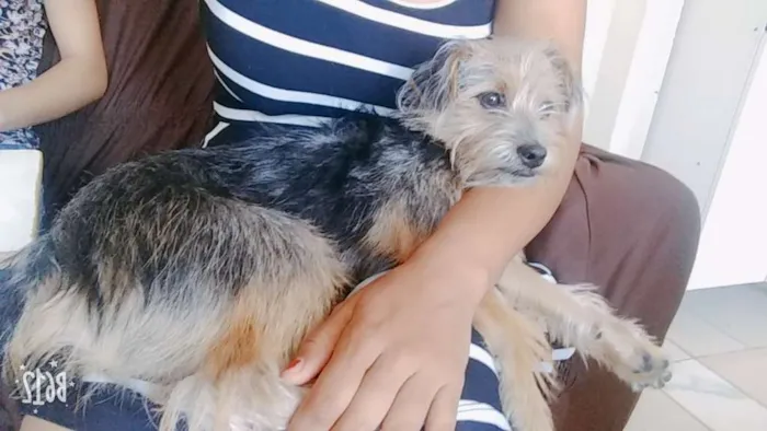 Cachorro ra a Vira lata idade 7 a 11 meses nome Aika
