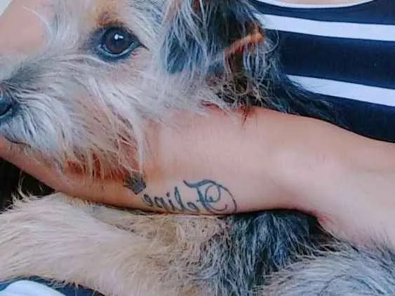 Cachorro ra a Vira lata idade 7 a 11 meses nome Aika