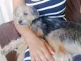 Aika