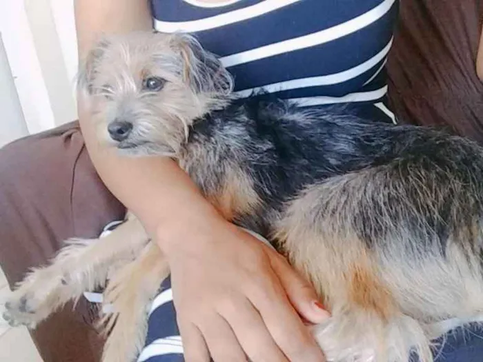 Cachorro ra a Vira lata idade 7 a 11 meses nome Aika
