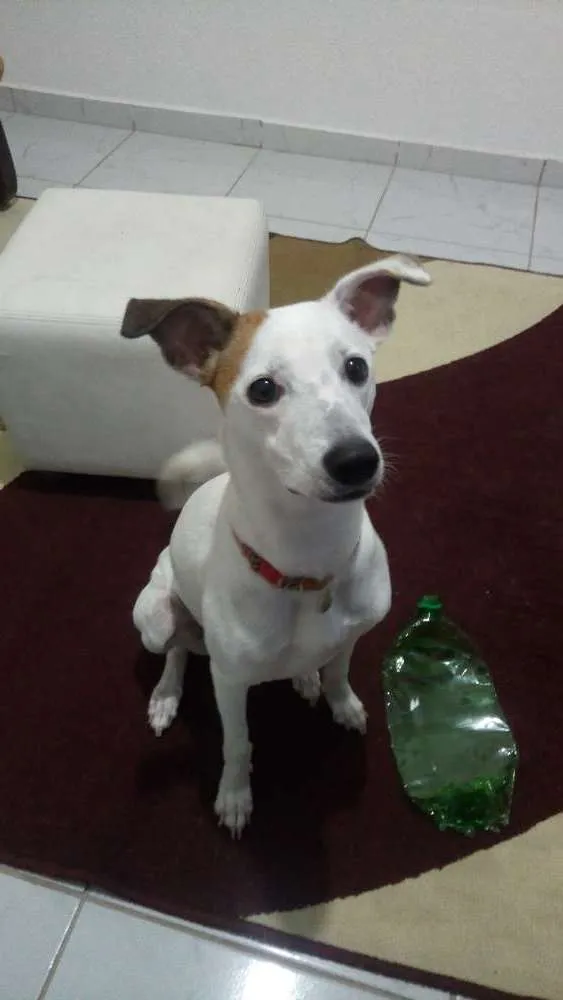 Cachorro ra a Indefinida idade 1 ano nome Athena