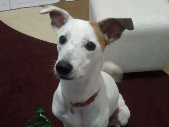 Cachorro ra a Indefinida idade 1 ano nome Athena
