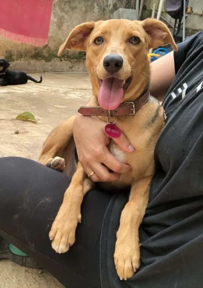 Cachorro ra a SRD idade  nome Lara