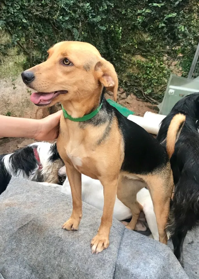 Cachorro ra a SRD idade  nome Lara