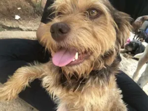 Cachorro raça SRD idade  nome Tom