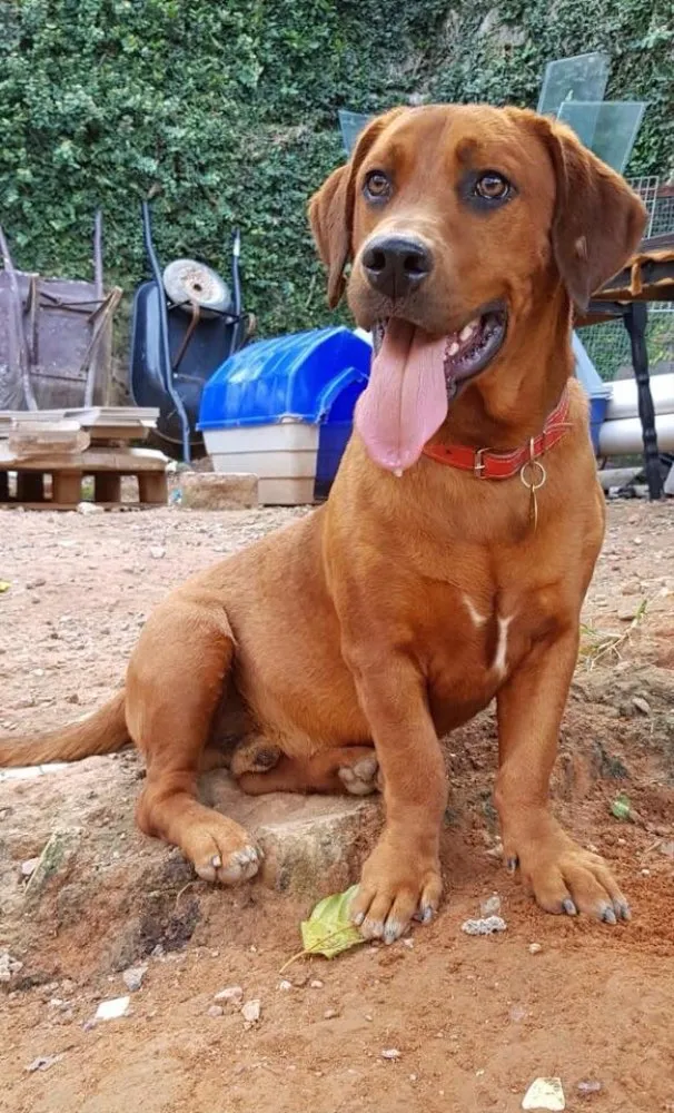 Cachorro ra a SRD idade  nome Marley