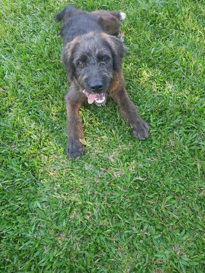 Cachorro ra a Sdr idade 7 a 11 meses nome Chocolate