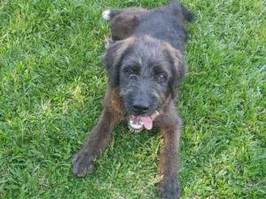 Cachorro raça Sdr idade 7 a 11 meses nome Chocolate