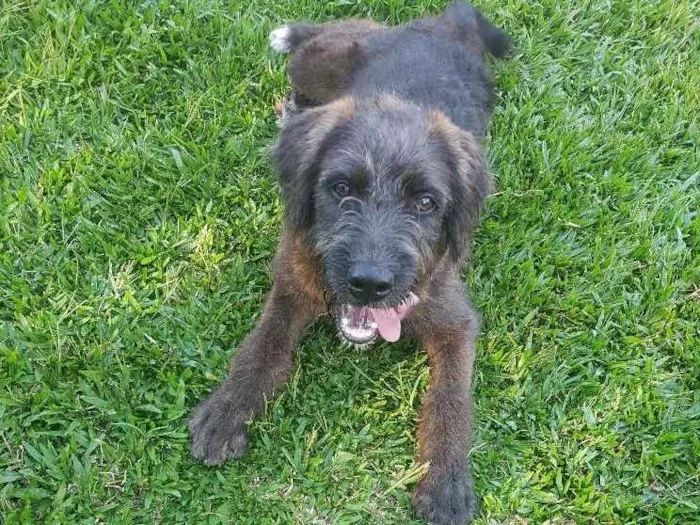 Cachorro ra a Sdr idade 7 a 11 meses nome Chocolate