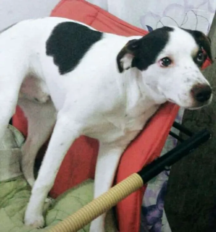 Cachorro ra a SRD idade 1 ano nome Gui