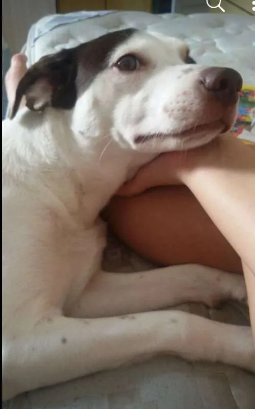 Cachorro ra a SRD idade 1 ano nome Gui