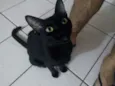Pretinha