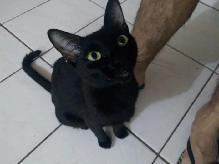 Gato ra a Viralata idade 2 anos nome Pretinha