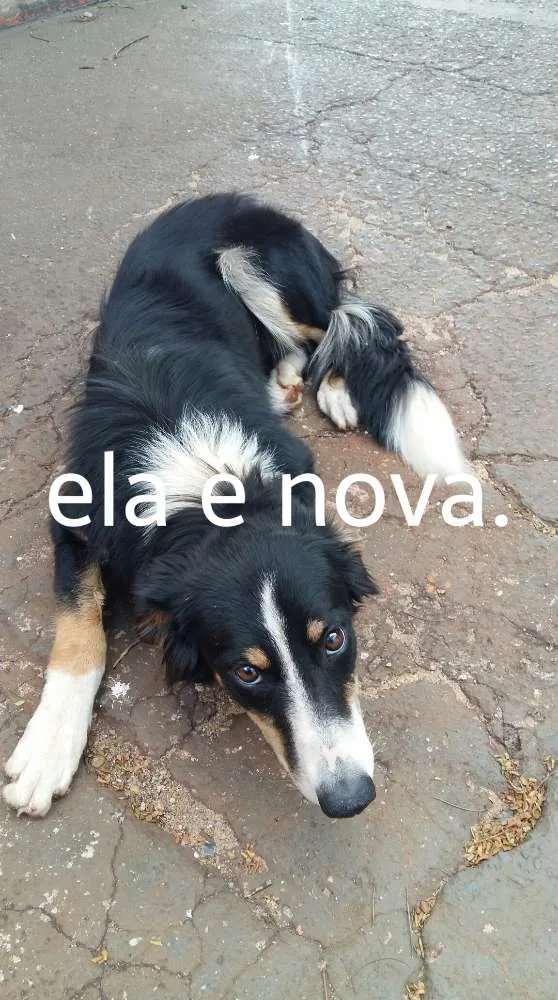 Cachorro ra a Bordel collie tricolor idade 1 ano nome Maria