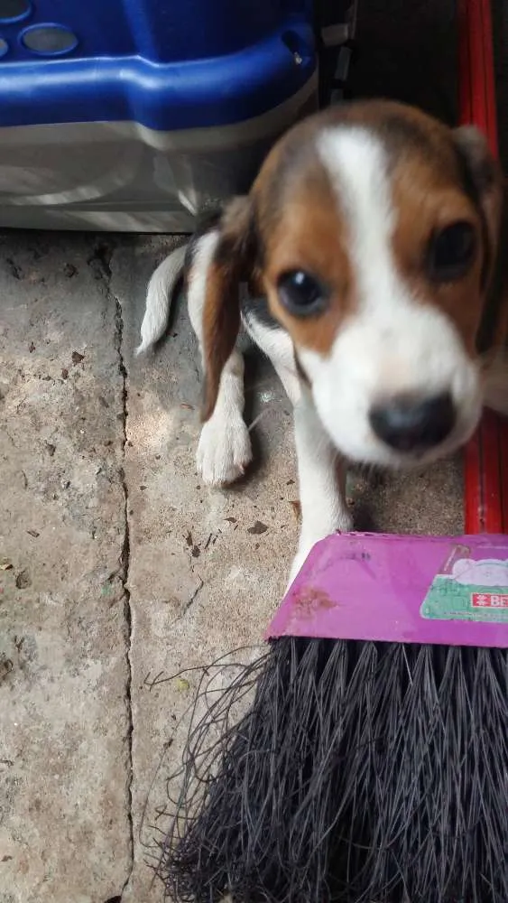 Cachorro ra a Beagle idade 1 ano nome Moon