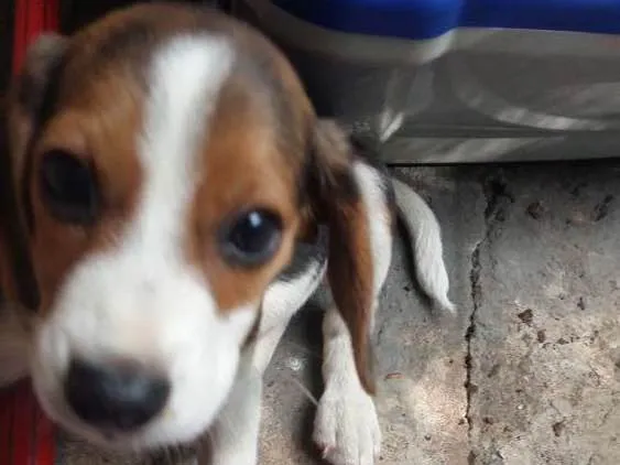 Cachorro ra a Beagle idade 1 ano nome Moon