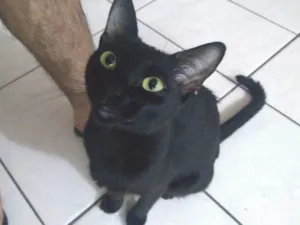 Gato raça Viralata idade 2 anos nome Pretinha