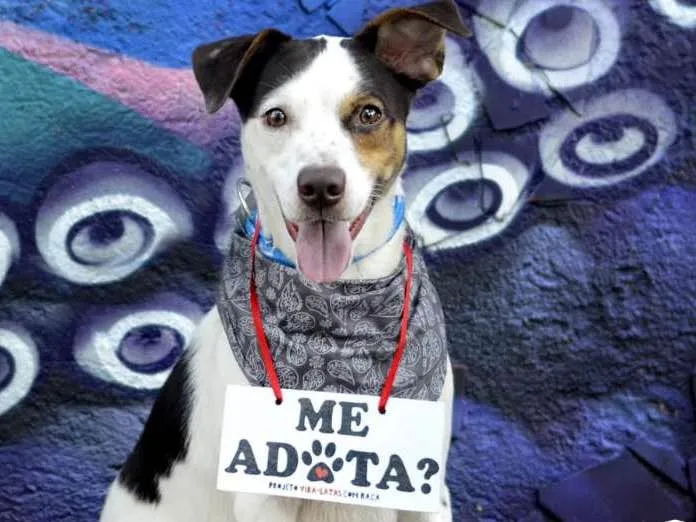 Cachorro ra a SRD idade 1 ano nome Gui