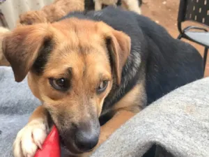Cachorro raça SRD idade  nome Lola