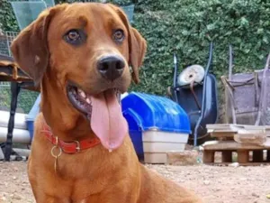 Cachorro raça SRD idade  nome Marley