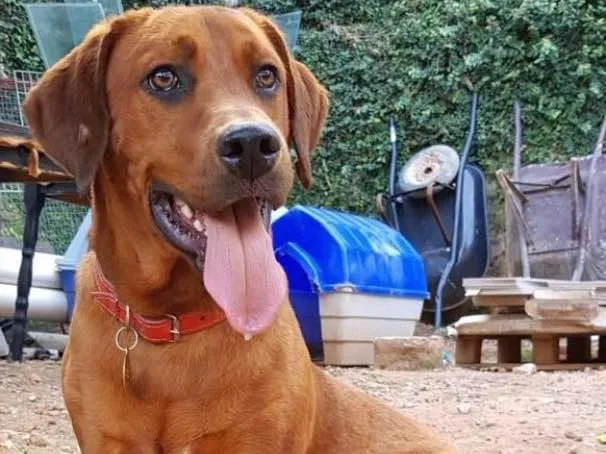 Cachorro ra a SRD idade  nome Marley