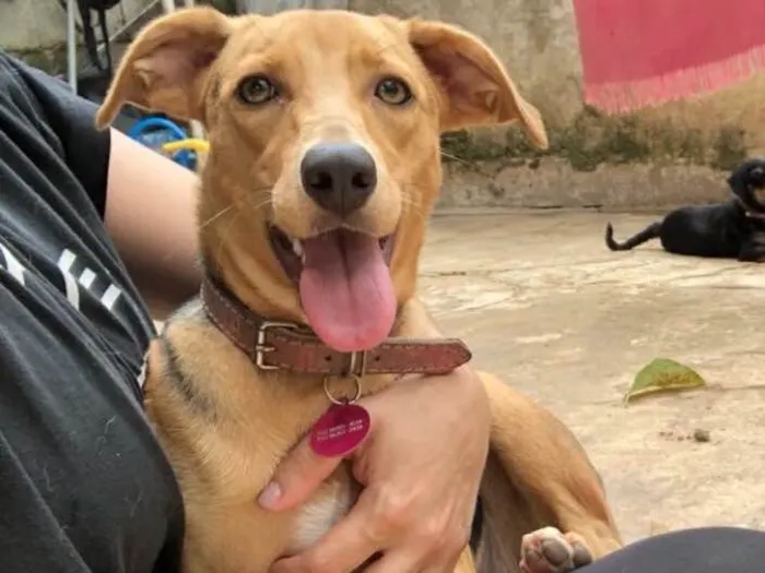 Cachorro ra a SRD idade  nome Lara